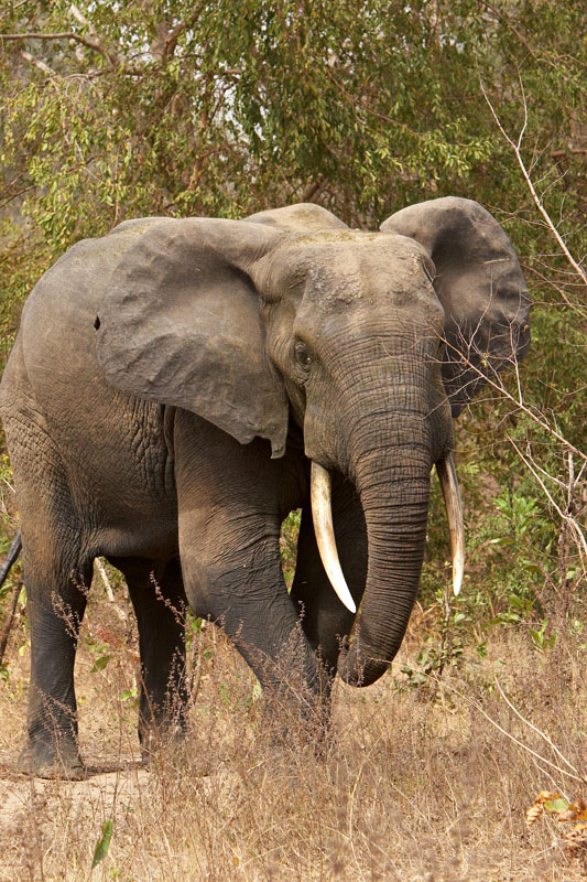 320   Elephant   Molo park